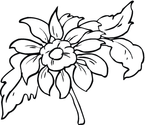 Dahlia 2 Coloring Page